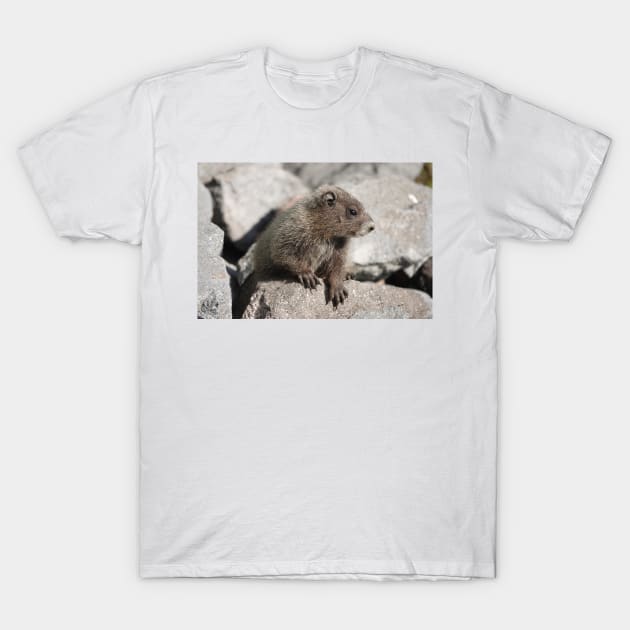 Baby marmot in Mount Rainier National Park T-Shirt by SDym Photography